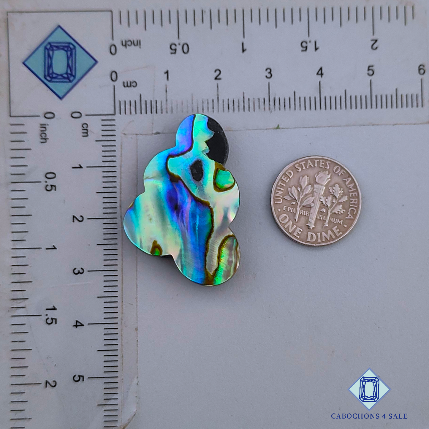 Abalone Shell