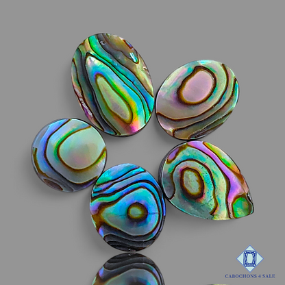 Abalone Shell