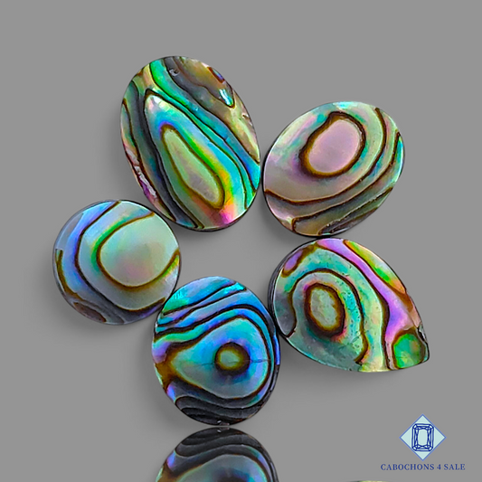 Abalone Shell