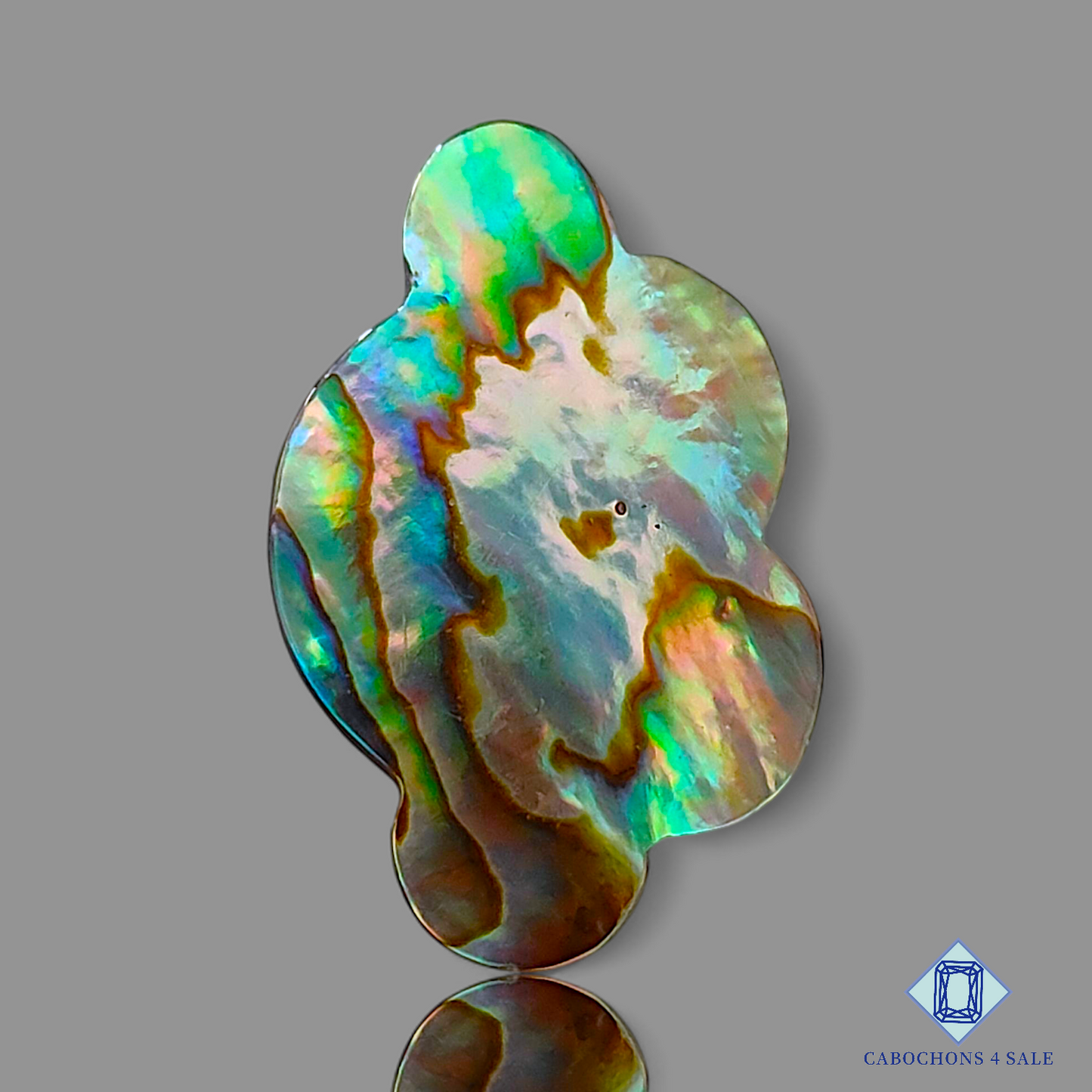 Abalone Shell