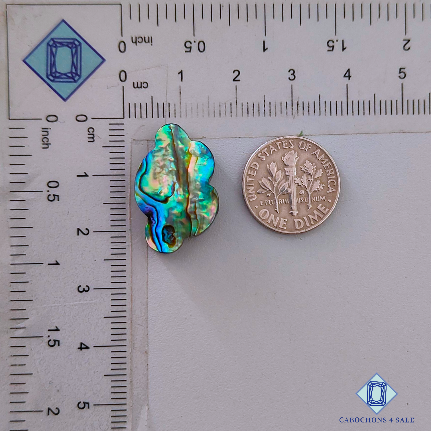 Abalone Shell