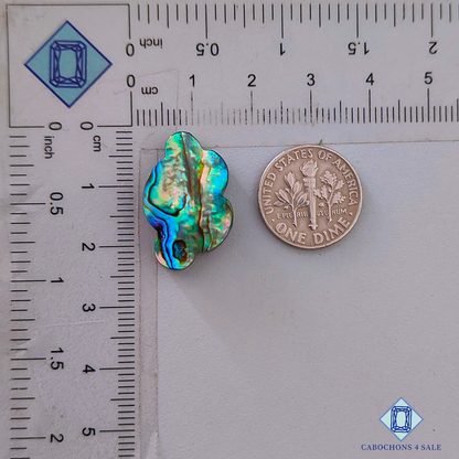 Abalone Shell