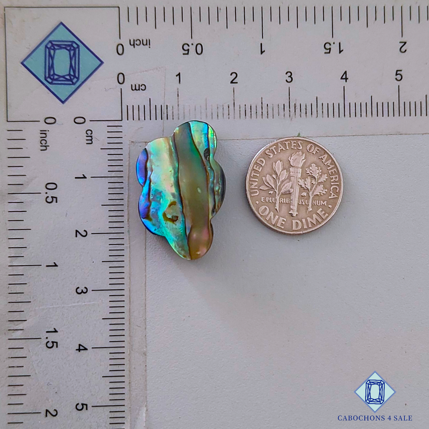 Abalone Shell