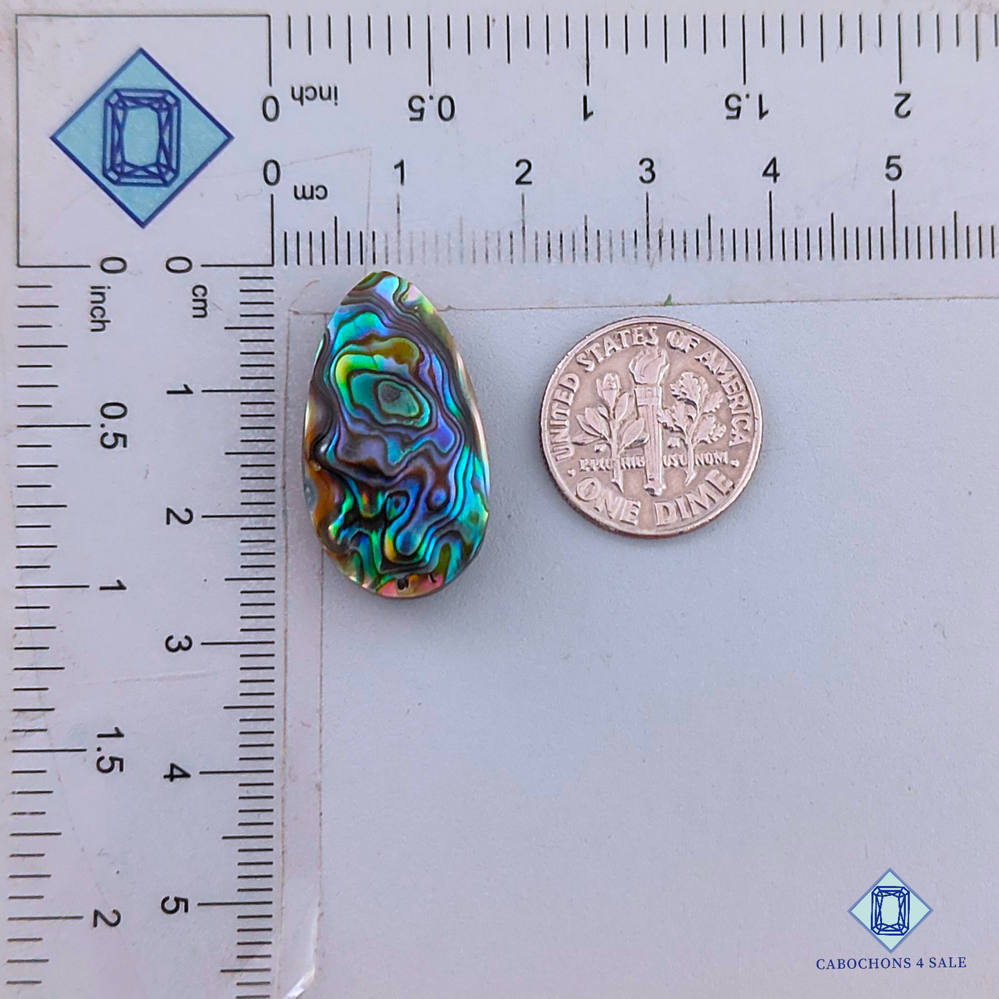 Abalone Shell