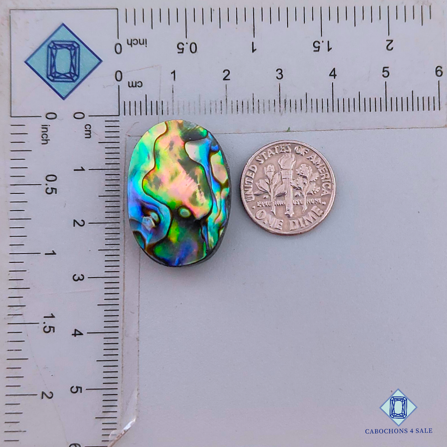 Abalone Shell