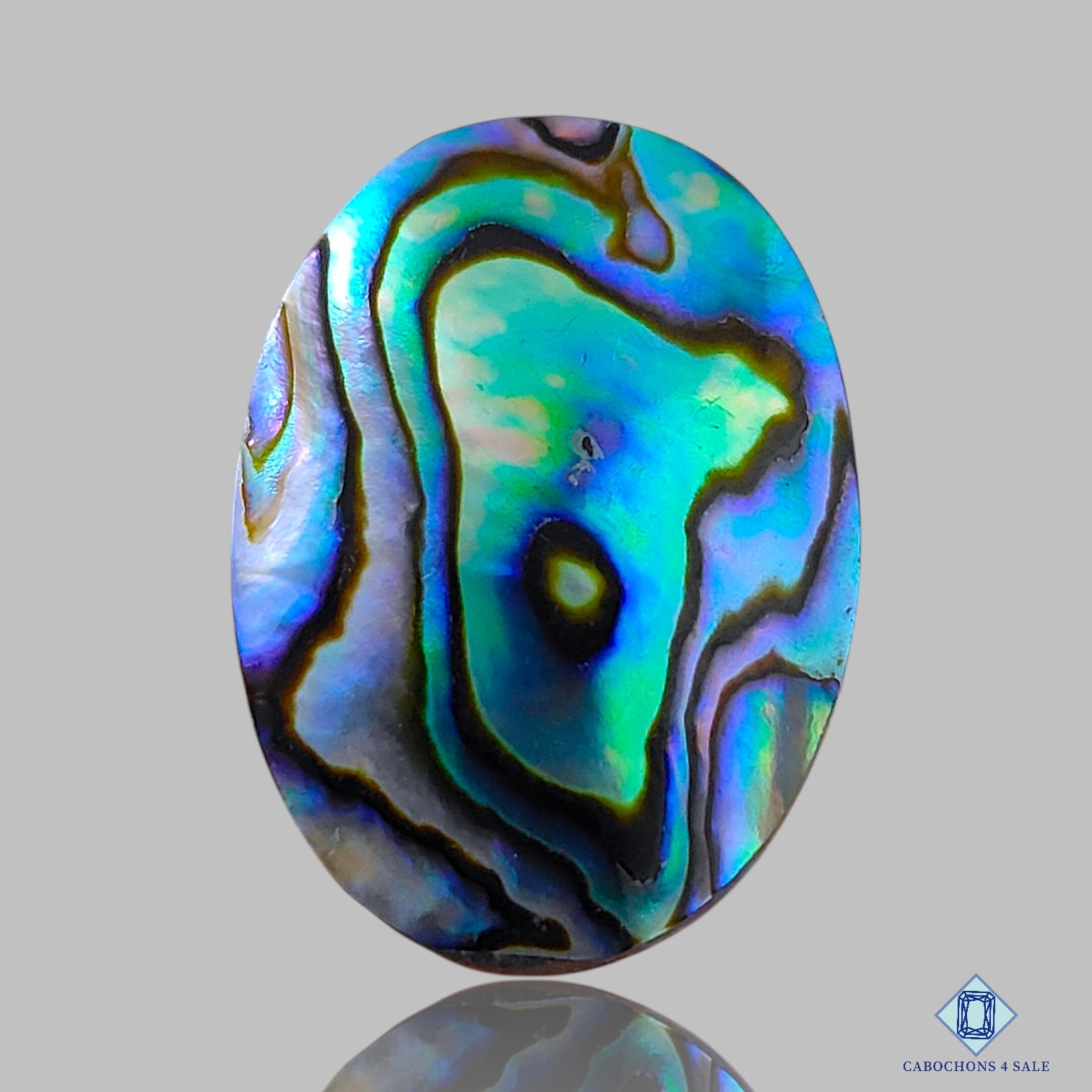 Abalone Shell