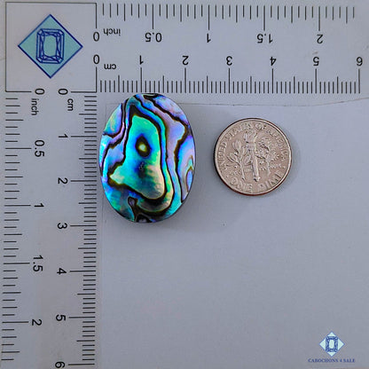 Abalone Shell