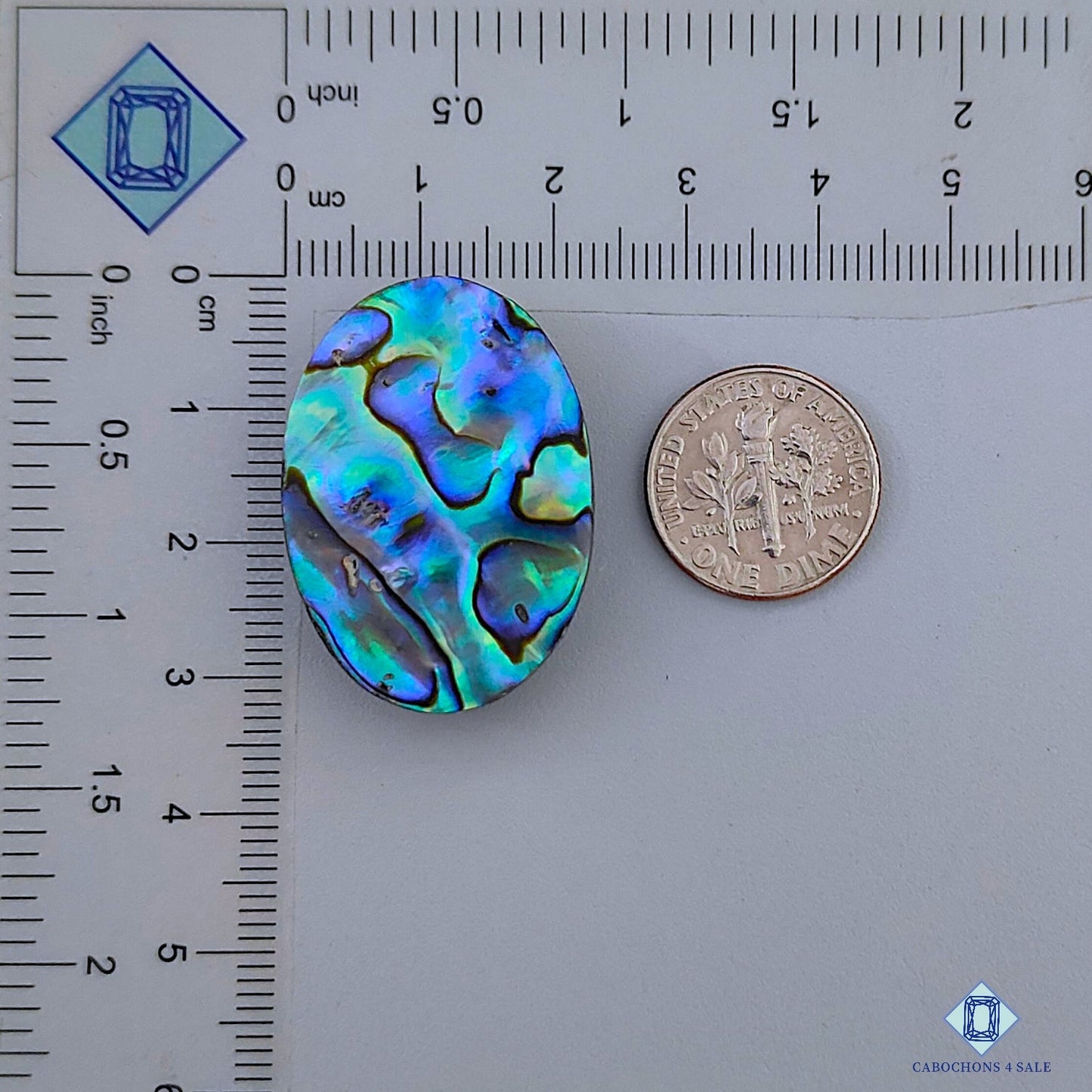 Abalone Shell