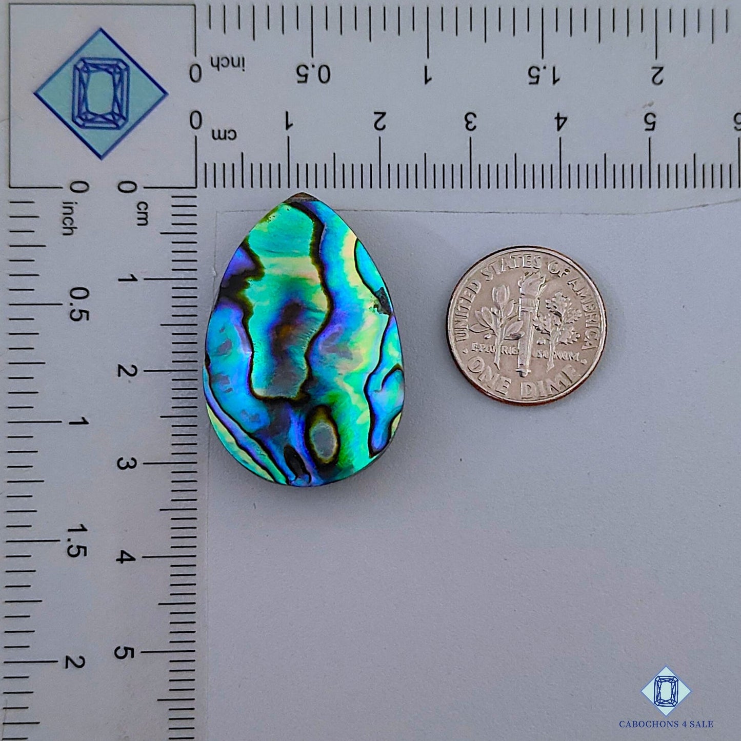 Abalone Shell