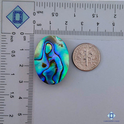 Abalone Shell
