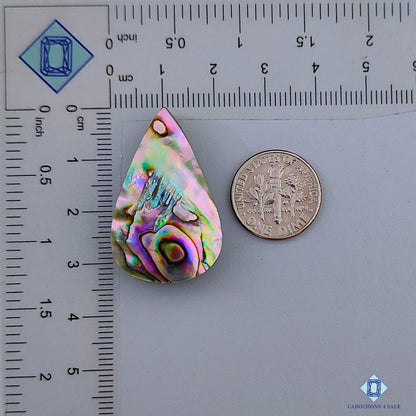 Abalone Shell