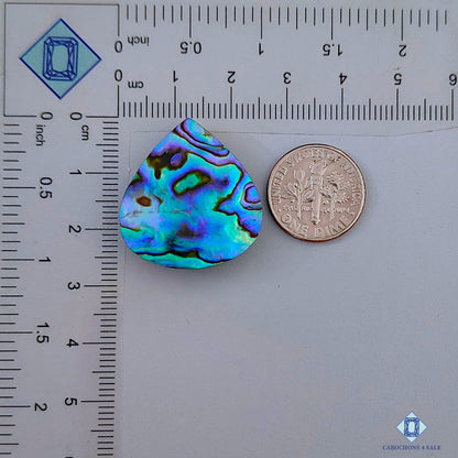 Abalone Shell