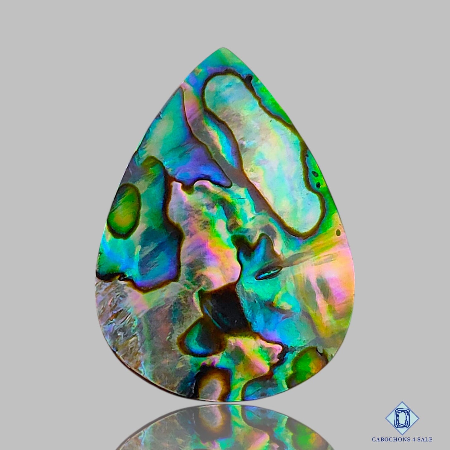 Abalone Shell