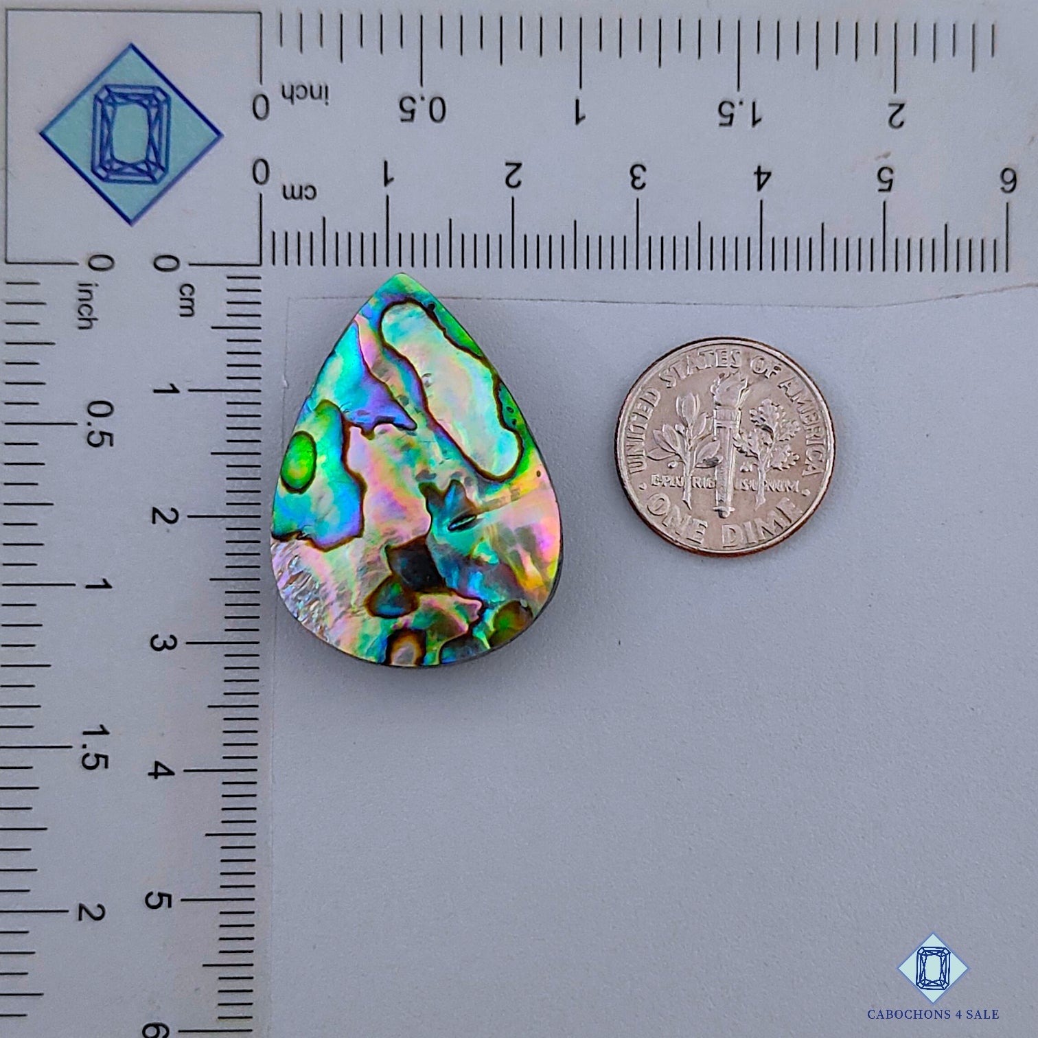 Abalone Shell