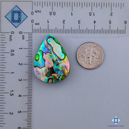 Abalone Shell