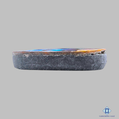 Abalone Shell