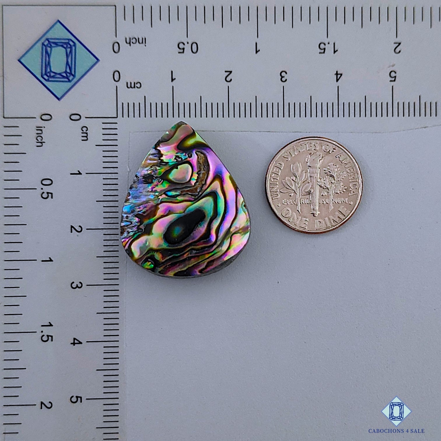 Abalone Shell