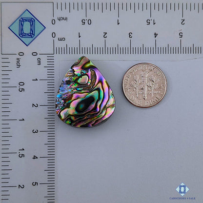 Abalone Shell