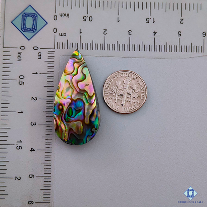 Abalone Shell