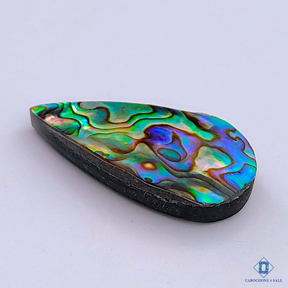 Abalone Shell