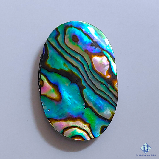 Abalone Shell