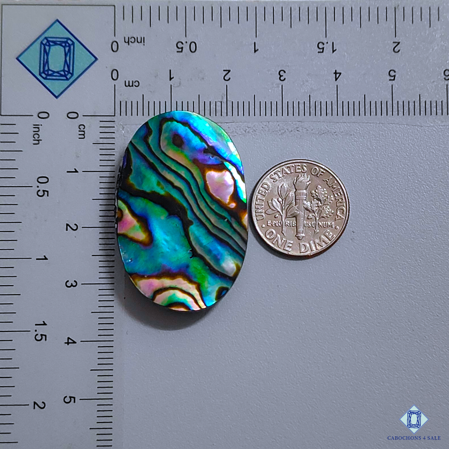 Abalone Shell