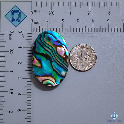 Abalone Shell