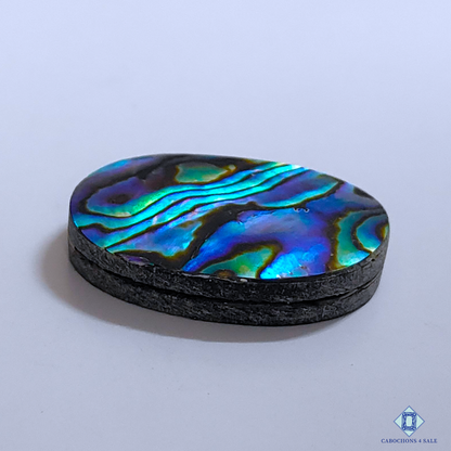 Abalone Shell
