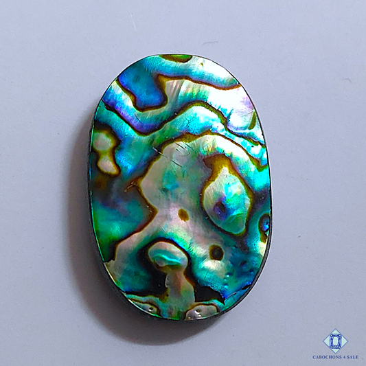 Abalone Shell