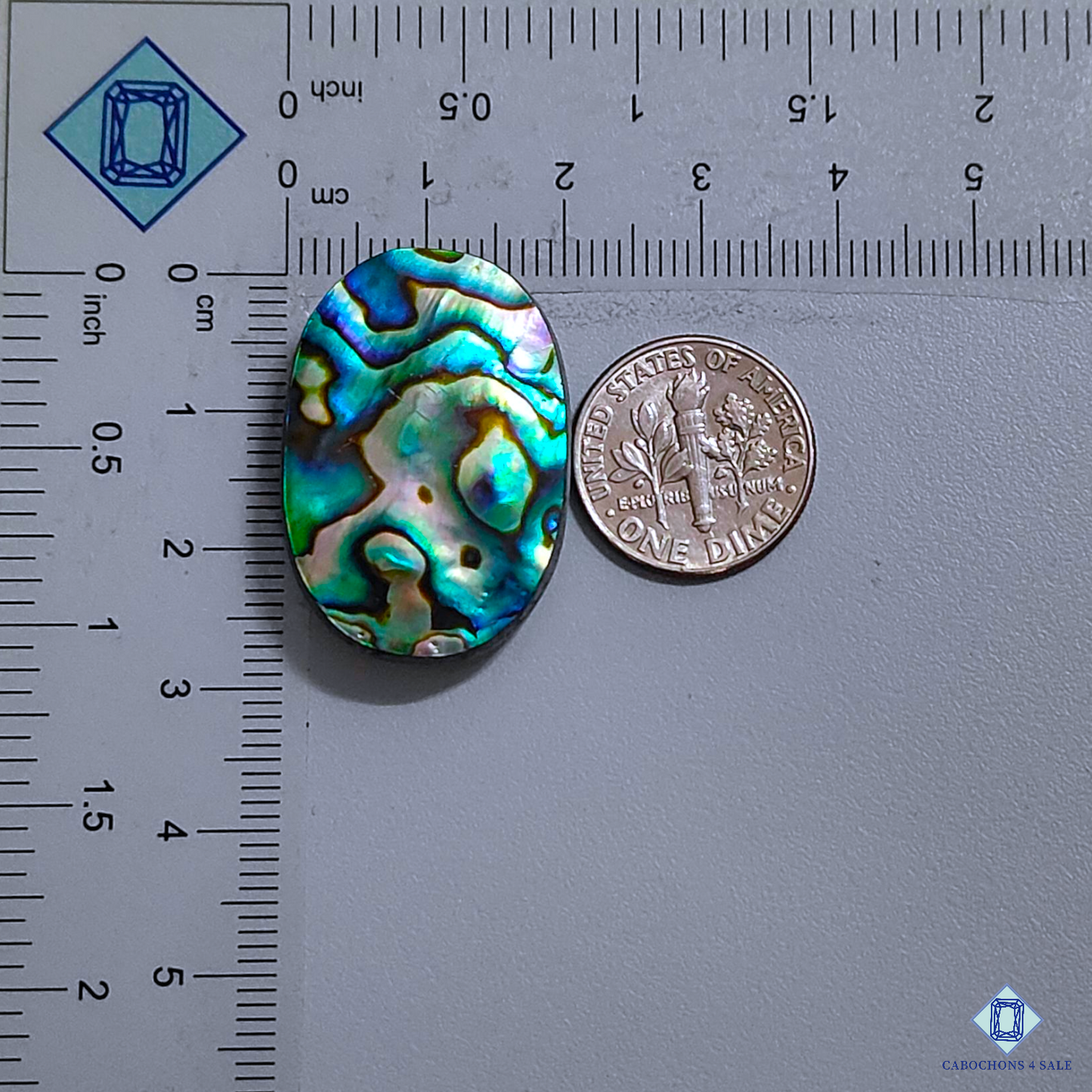 Abalone Shell