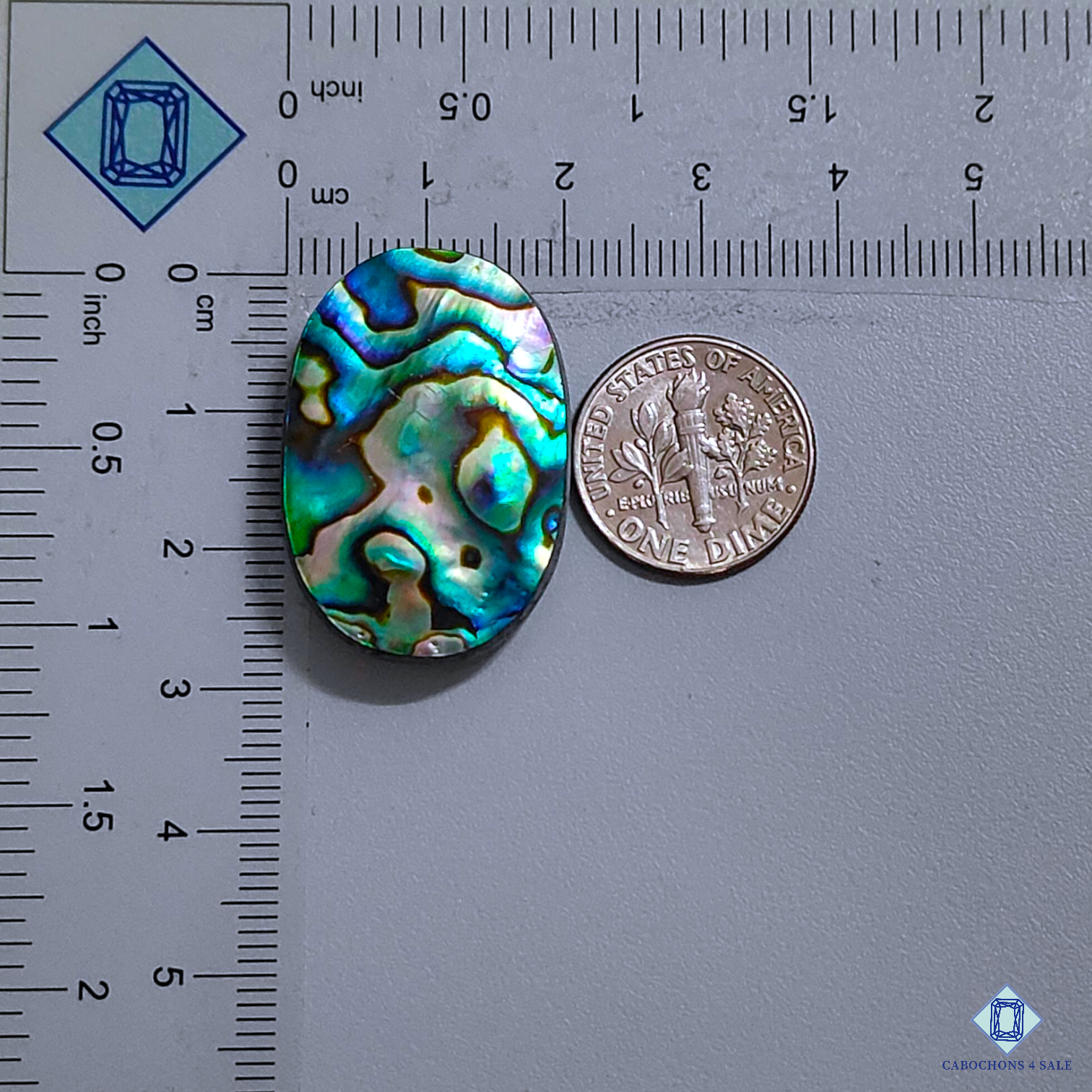 Abalone Shell
