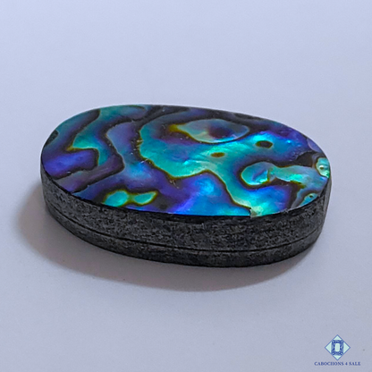 Abalone Shell