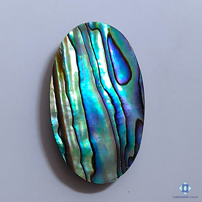 Abalone Shell