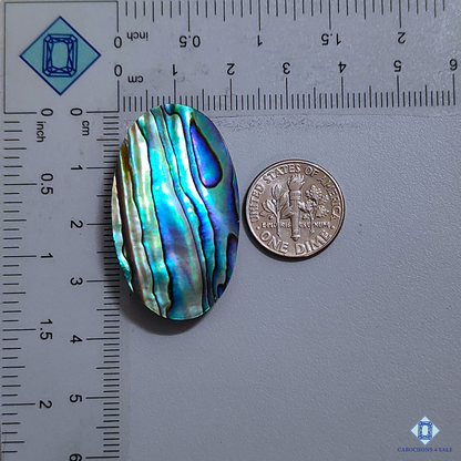 Abalone Shell