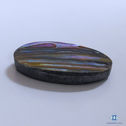 Abalone Shell