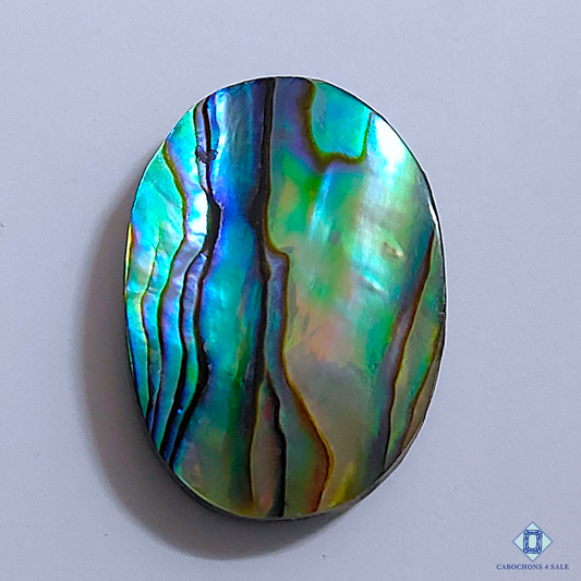 Abalone Shell