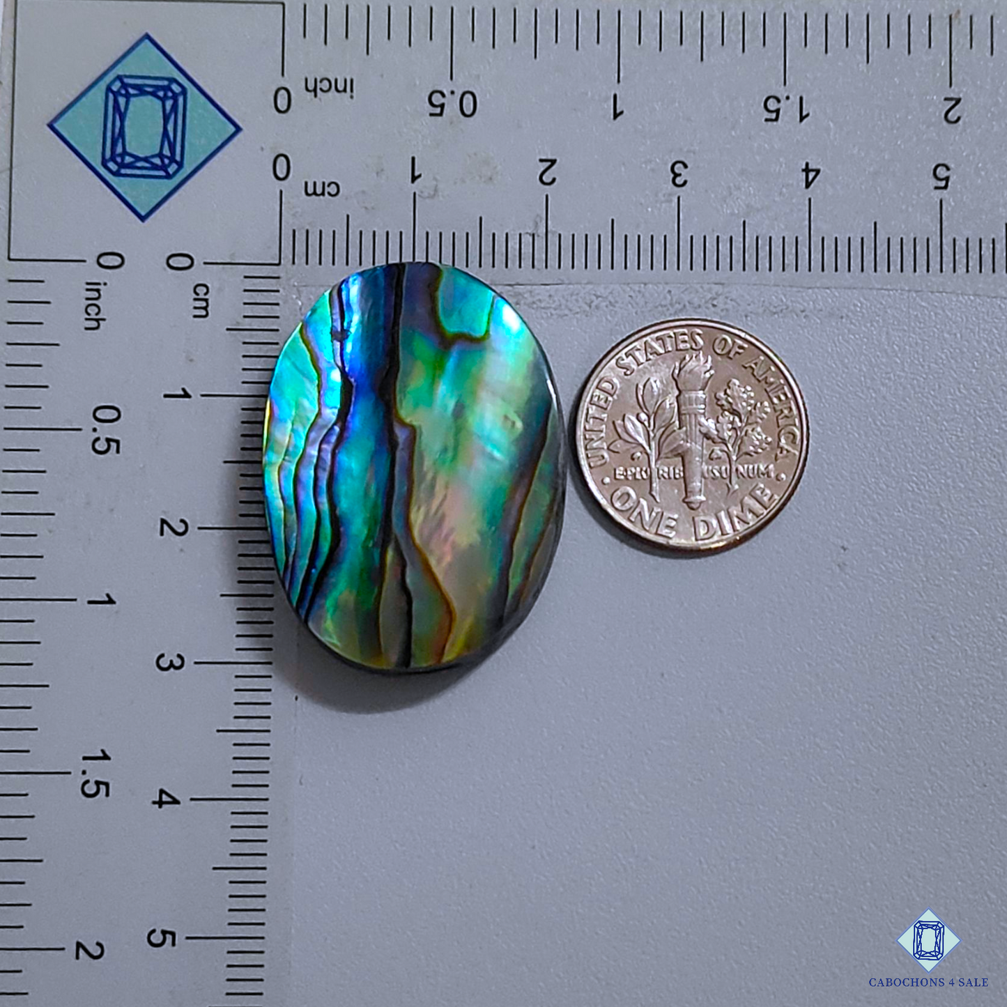 Abalone Shell