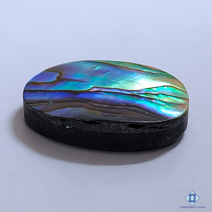 Abalone Shell