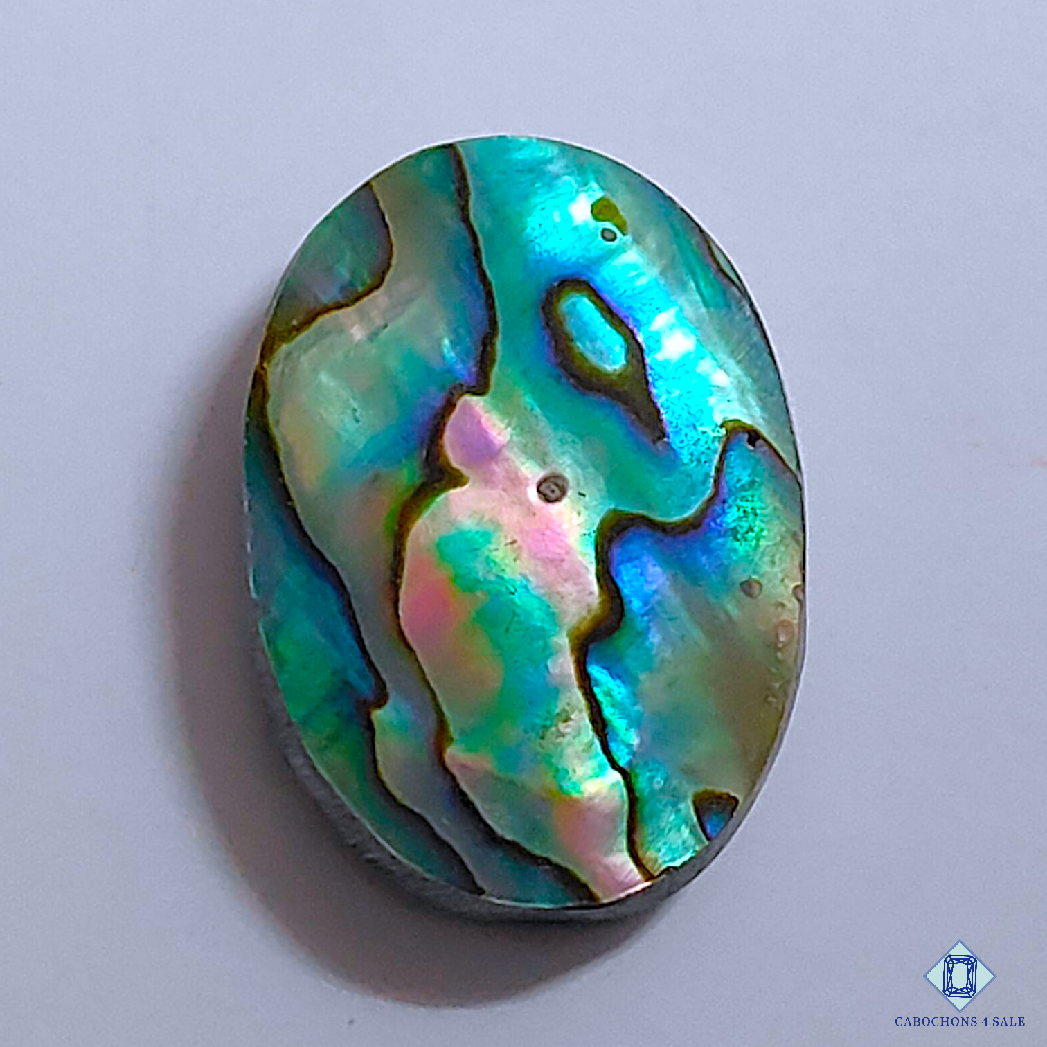 Abalone Shell