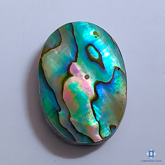 Abalone Shell