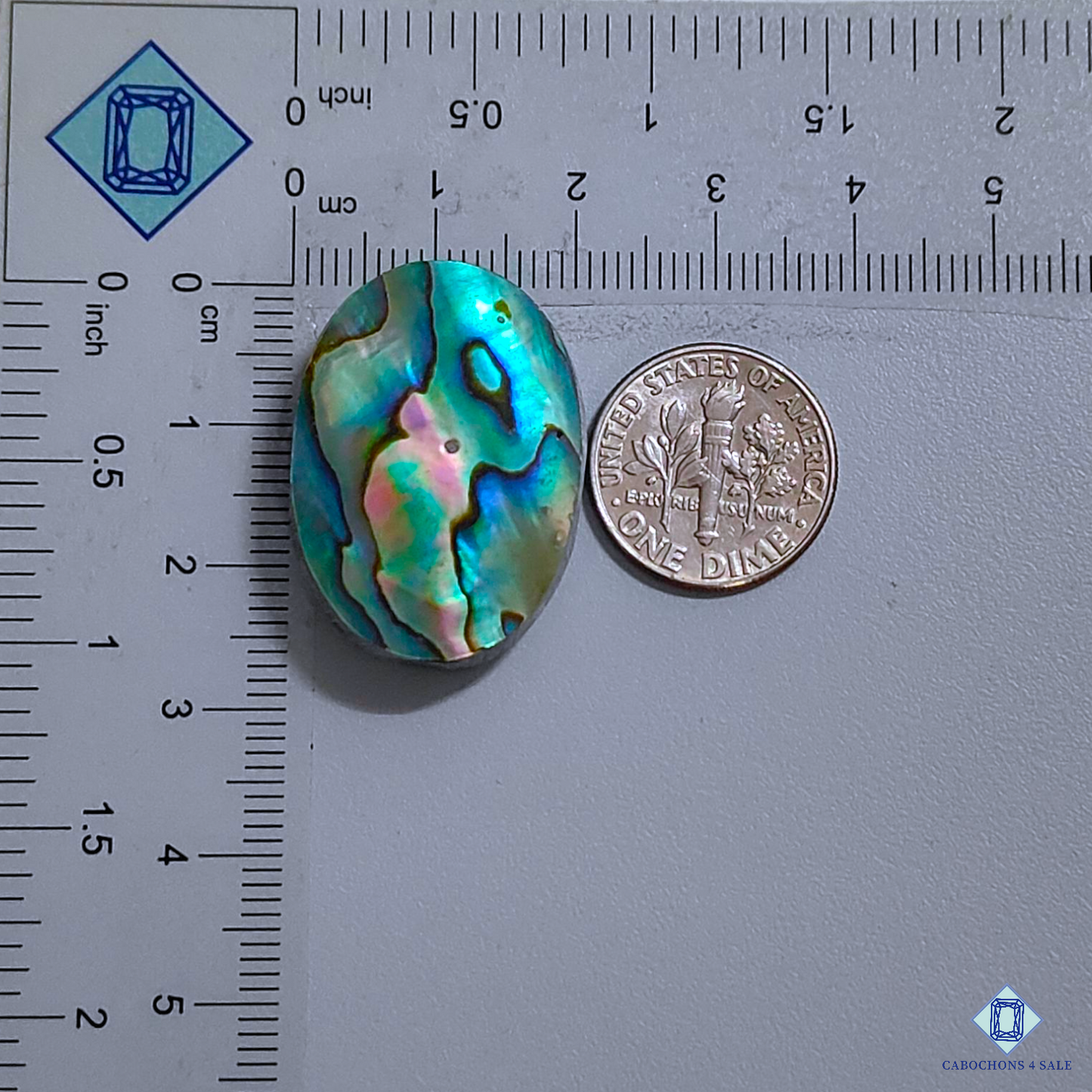 Abalone Shell