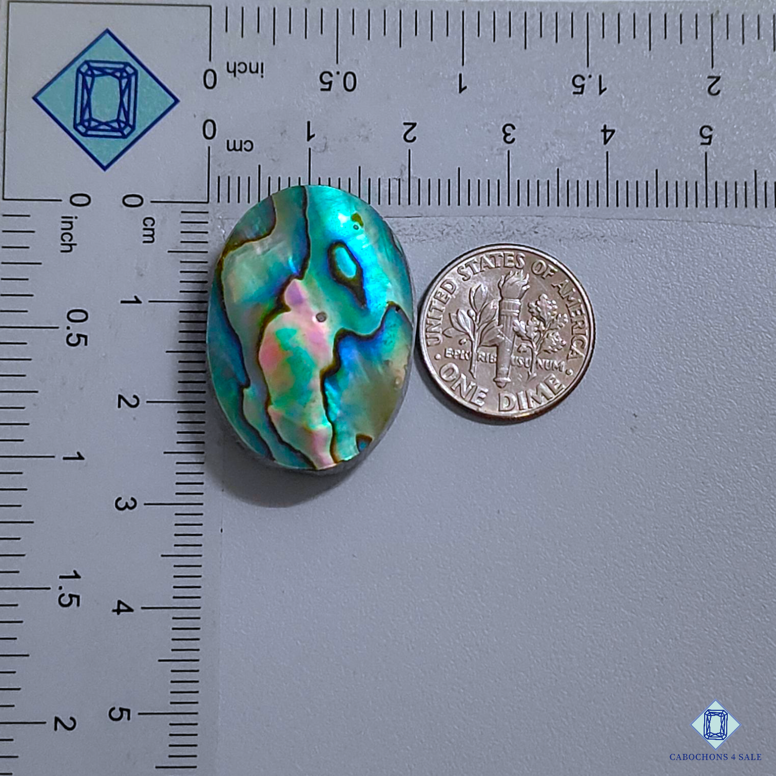 Abalone Shell