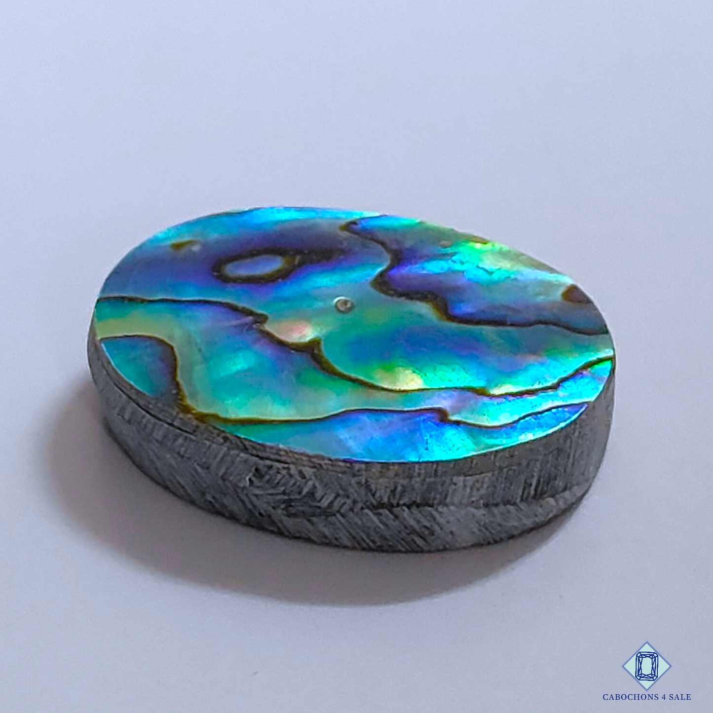 Abalone Shell