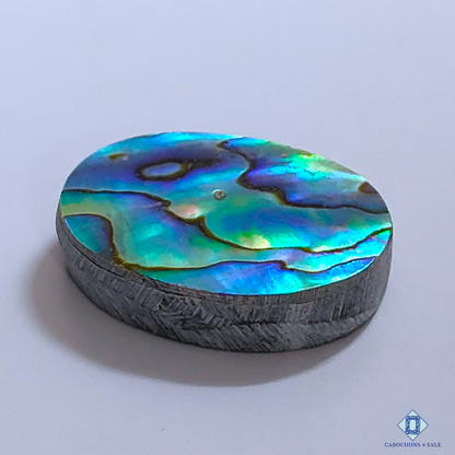 Abalone Shell