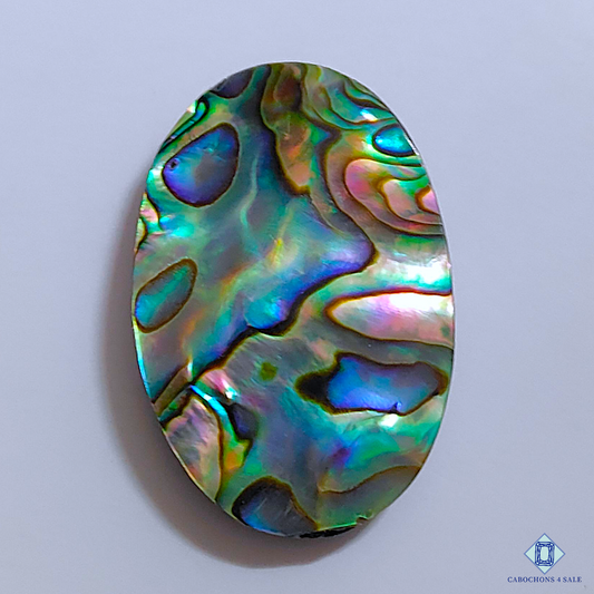 Abalone Shell