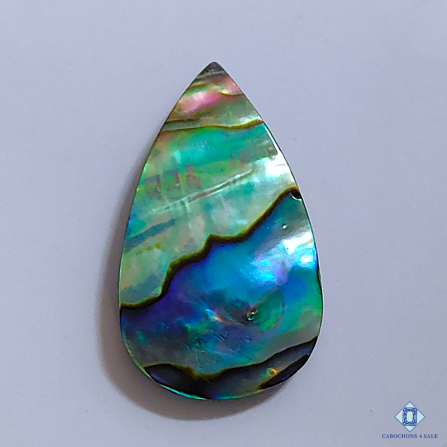 Abalone Shell