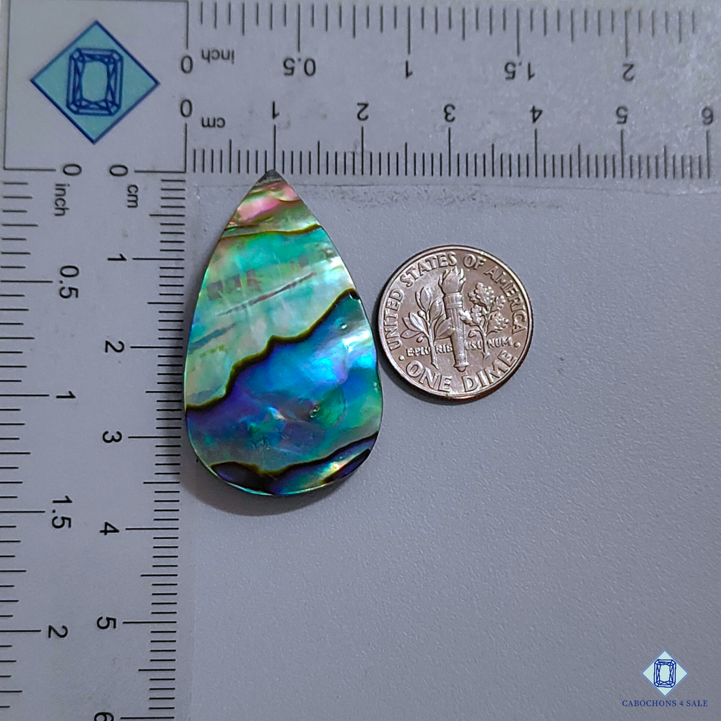 Abalone Shell