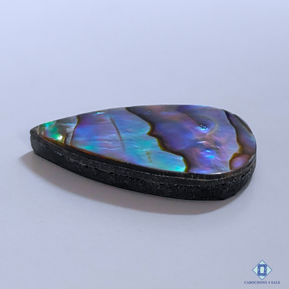 Abalone Shell