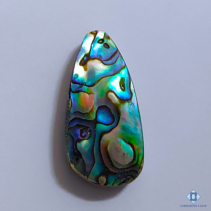 Abalone Shell