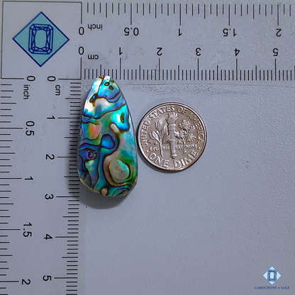 Abalone Shell